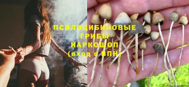 гидра как войти  Заозёрск  Псилоцибиновые грибы Psilocybe 